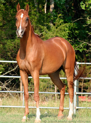 horse pictures. Horse Supplies, Save Time