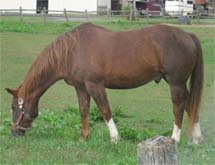 http://www.domvet.com/images/products/horse-eating-grass.jpg