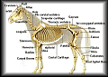 Equine Visual Chart